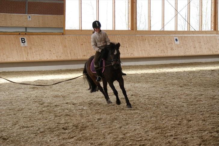 Anden særlig race Jamila  - Stine i fuld galop, dog stadig i longen billede 5