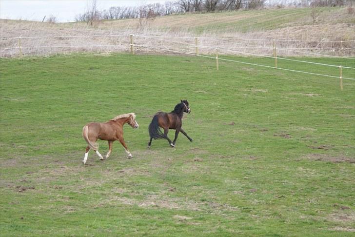 Anden særlig race Jamila  billede 7
