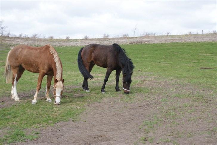 Anden særlig race Jamila  - Jamila og Smukke Sally på de nye folde. billede 8