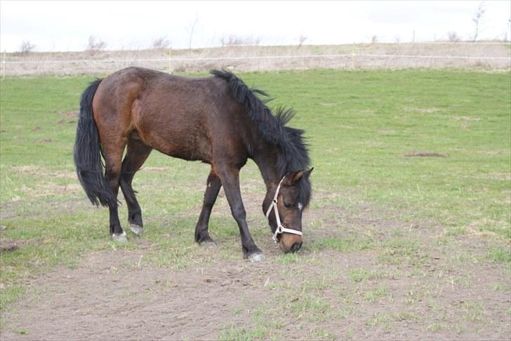 Anden særlig race Jamila  billede 9