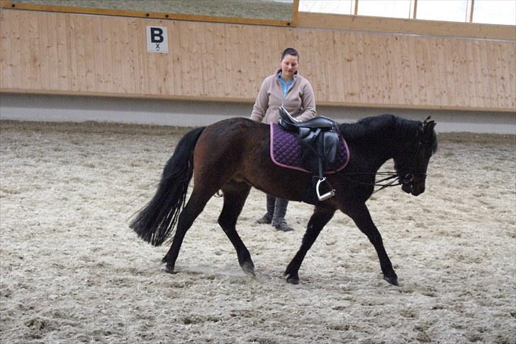 Anden særlig race Jamila  billede 10