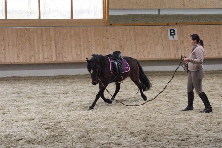 Anden særlig race Jamila  billede 11