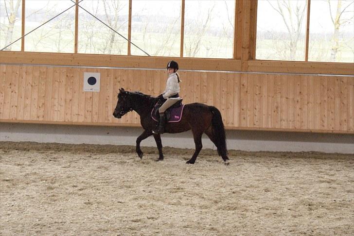 Anden særlig race Jamila  - Så rider hun selv. Jamila er super sød, mangler dog stadig at blive lidt mere styrbar. billede 15