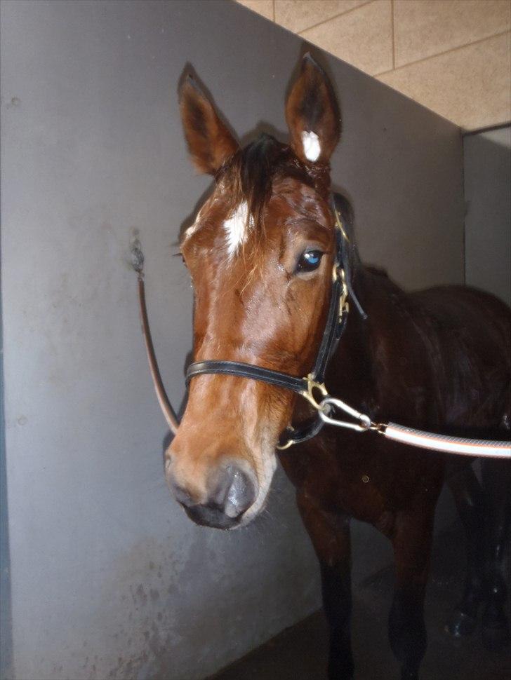 Traver Robin Faust - Robin på banen, efter træning :) Foto: Maiken. billede 7