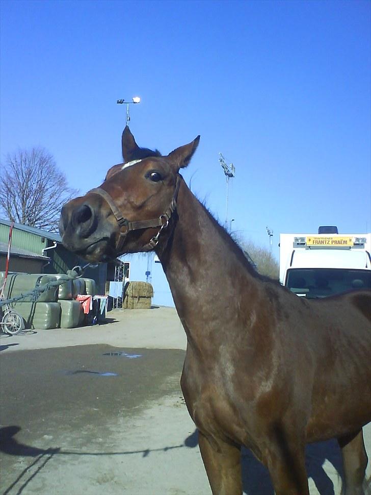 Traver Robin Faust - Robin vrinsker :) Foto: Stinne  billede 9