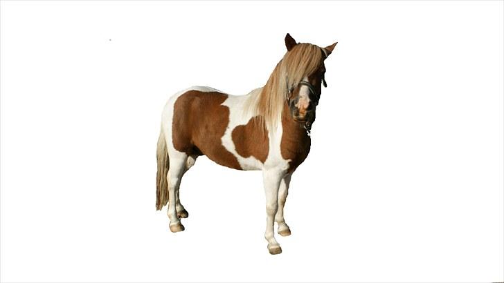 Anden særlig race *PlayBoy Solgt:'( billede 12