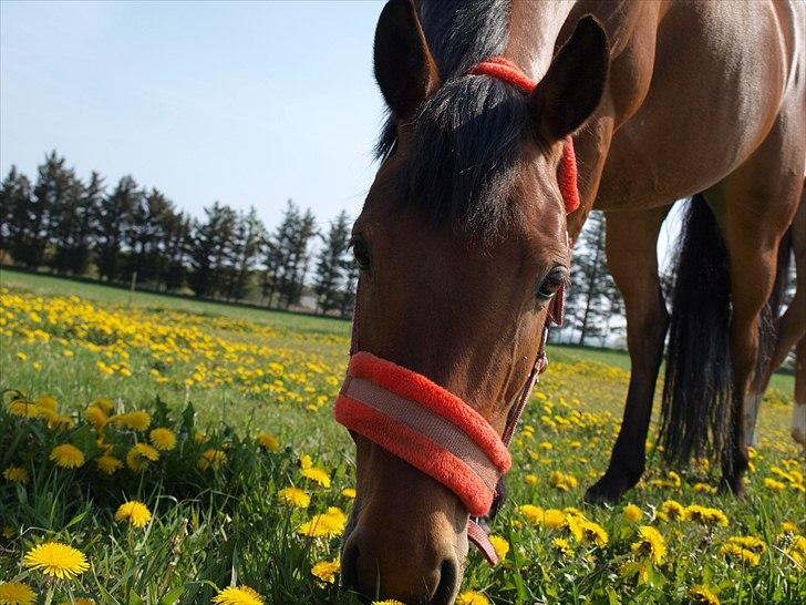 Tysk Sportspony Buligs Star B-pony  - jeg elsker dig! billede 13