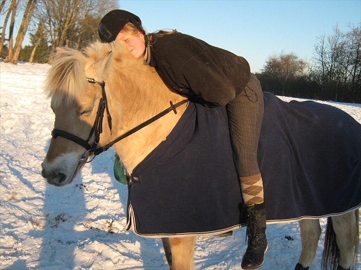 Fjordhest Flicha - Velkommen til Flicha´s profil :) /Camilla billede 1