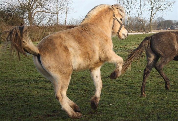Fjordhest Domino my littel fellow - Weeee billede 15