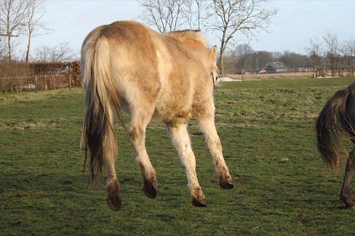 Fjordhest Domino my littel fellow - jeg flyver XD billede 16