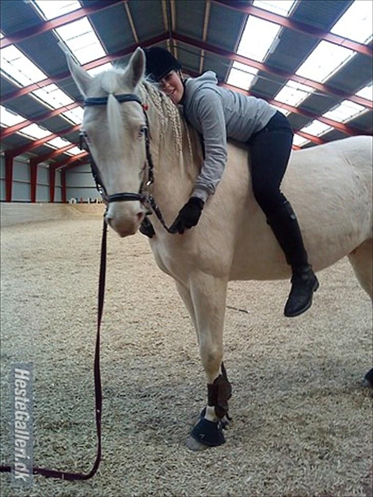 Palomino Atreju ***SOLGT*** - ih hvor jeg elsker dig <3 Fotograf: Jule Bjarnø Hansen. billede 13