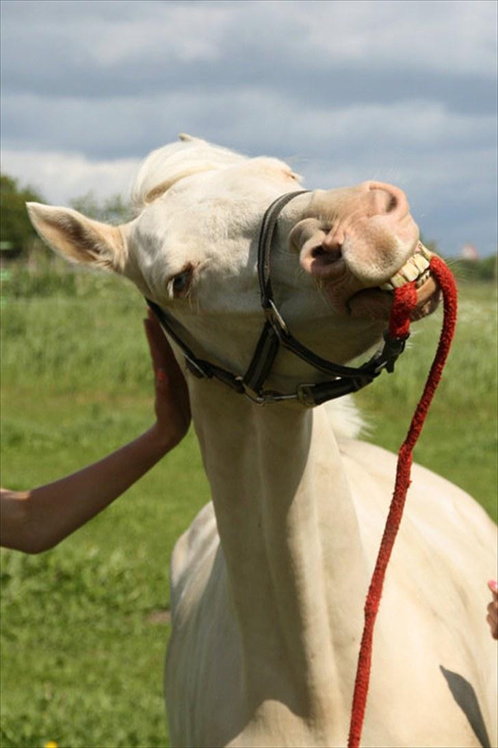 Palomino Atreju ***SOLGT*** - haha! elsker det her billed! fotograf: Sofie Lambæk Krog. Sommeren 2010 billede 17