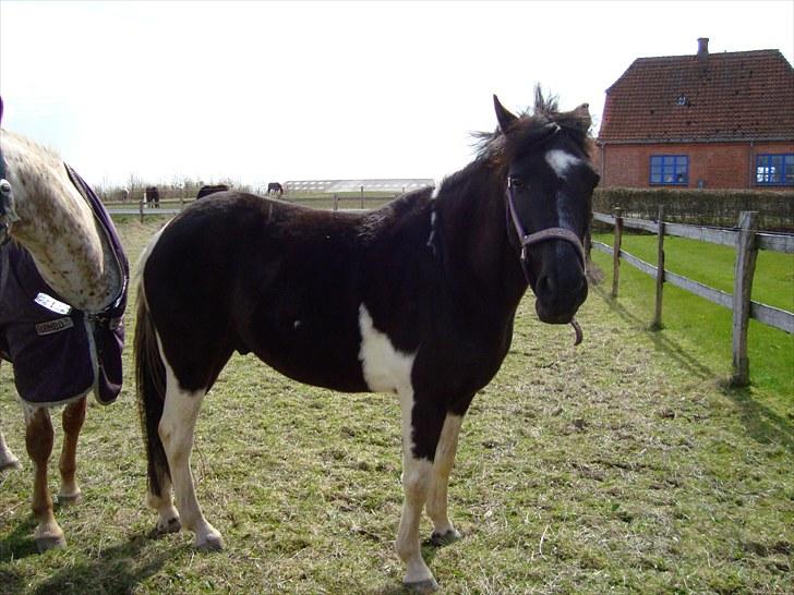 Anden særlig race My Friend - ørene tilbage der kommer en hest billede 1