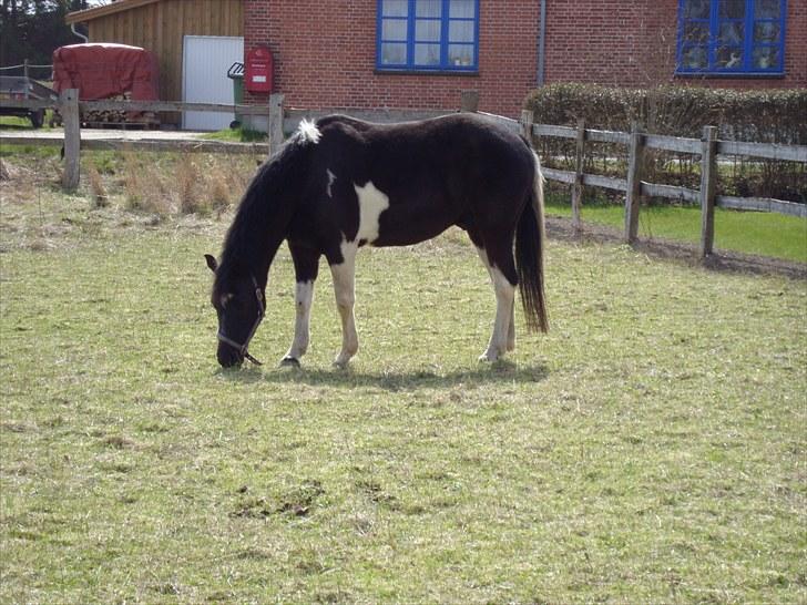 Anden særlig race My Friend - og så skal der spises billede 3
