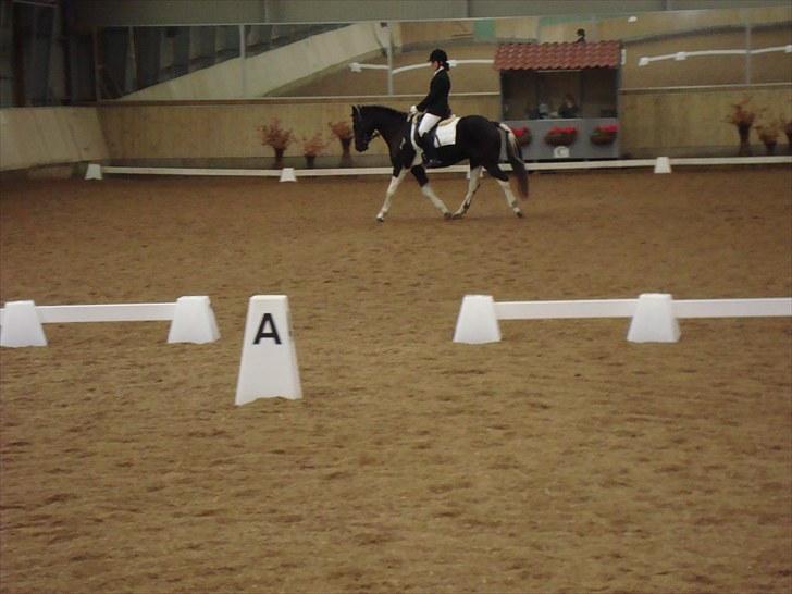 Anden særlig race My Friend - forand dommerne billede 5