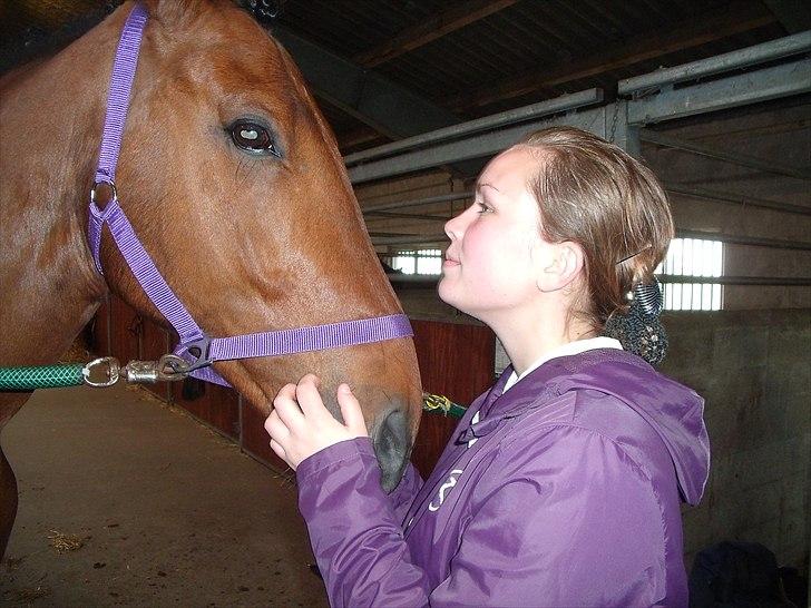 Dansk Varmblod Benny - Benny skal jo være fin til stævne ;D billede 17
