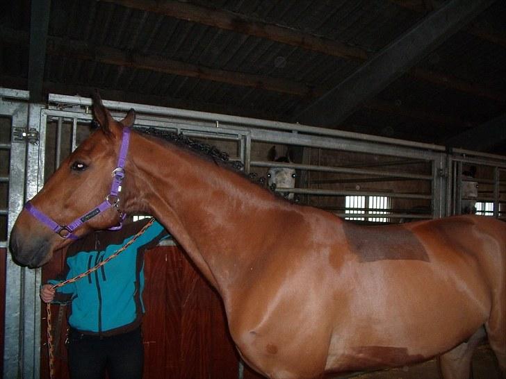 Dansk Varmblod Benny - Stævne klar, læg mærke til hans kæbe.  billede 18