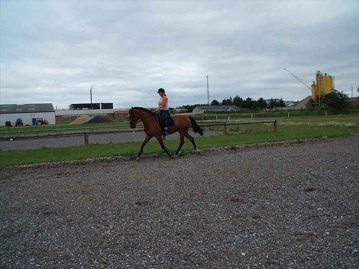 Dansk Varmblod Benny - Lidt dressur. billede 19