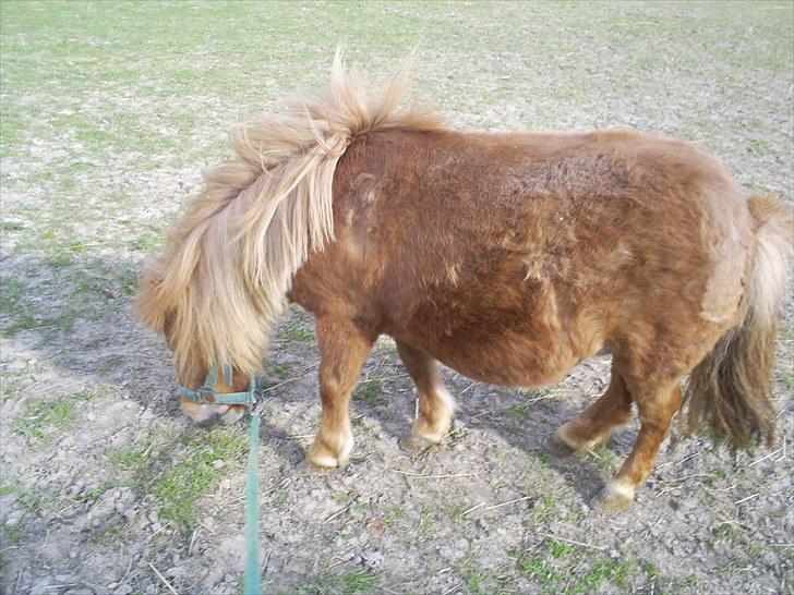 Shetlænder Brutti billede 5