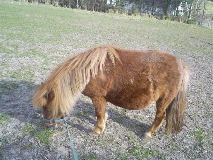 Shetlænder Brutti billede 6