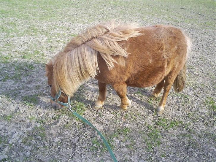 Shetlænder Brutti billede 7