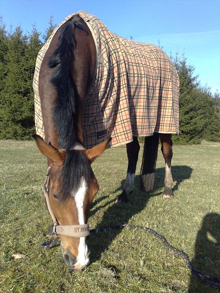 Anden særlig race Caunt Sunshine... Mit et og alt <3 billede 15