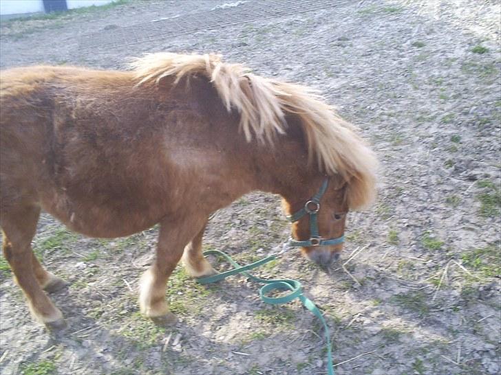 Shetlænder Brutti billede 8