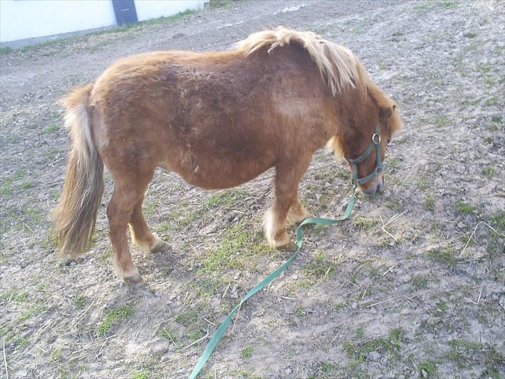 Shetlænder Brutti billede 9