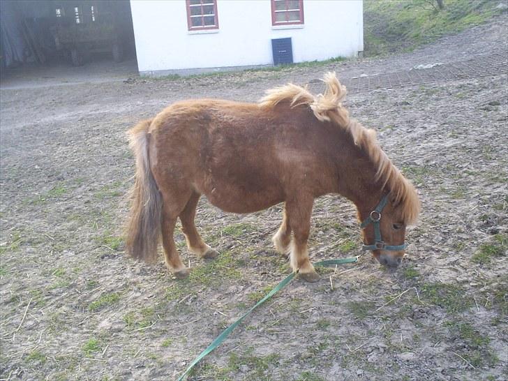 Shetlænder Brutti billede 10