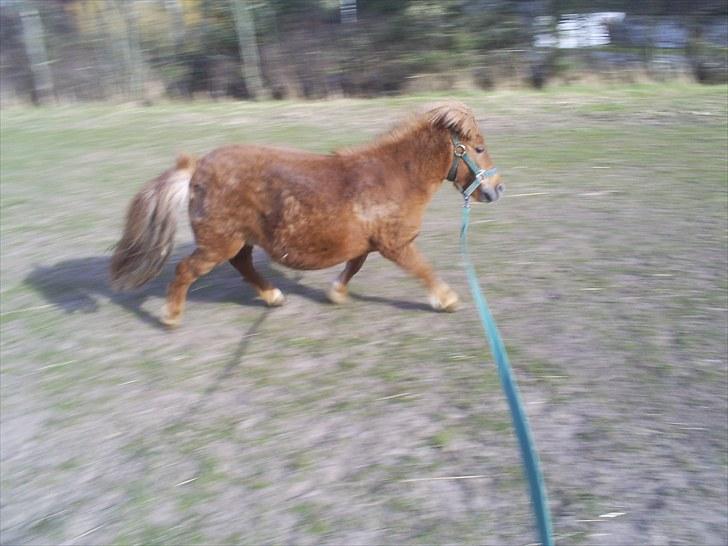 Shetlænder Brutti billede 11