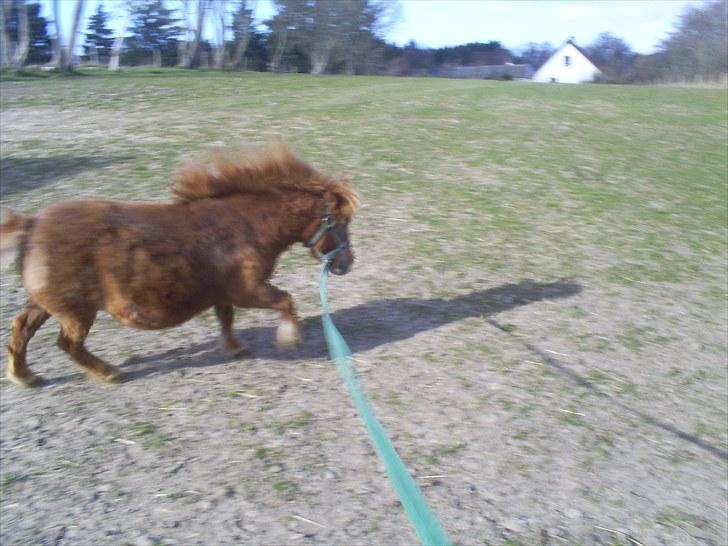 Shetlænder Brutti billede 12