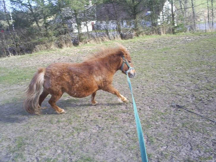 Shetlænder Brutti billede 13