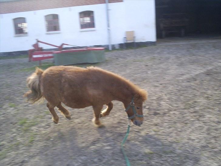 Shetlænder Brutti billede 14