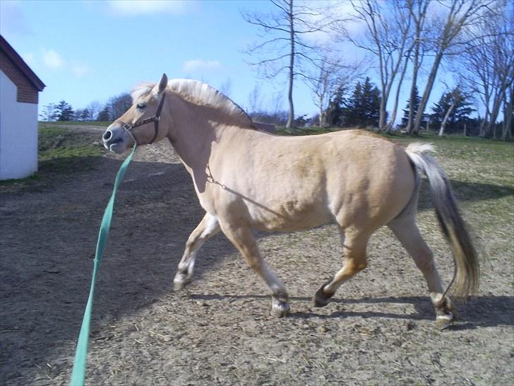 Fjordhest Braslevgaards Drude billede 8