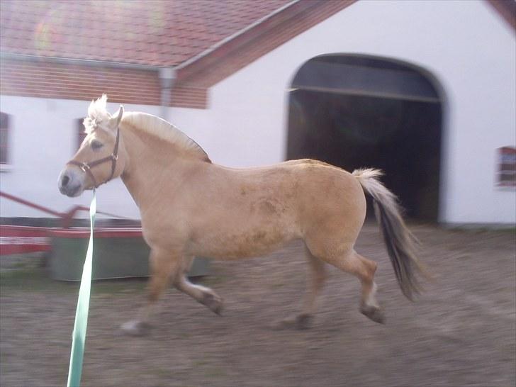 Fjordhest Braslevgaards Drude billede 9