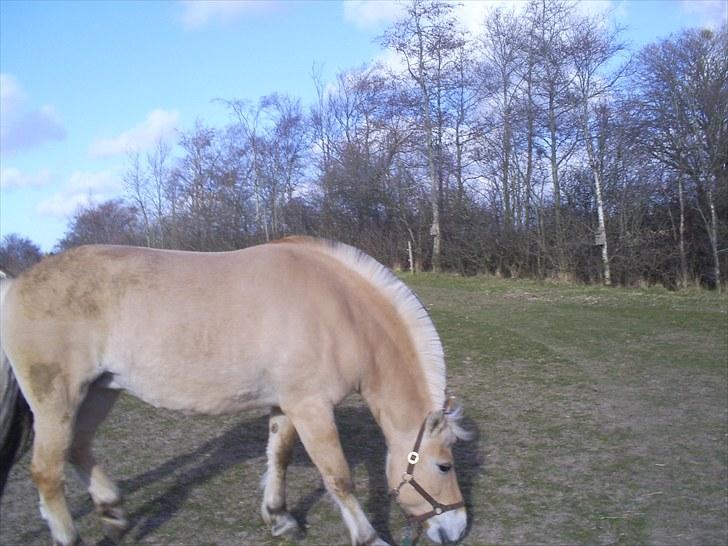Fjordhest Braslevgaards Drude billede 13