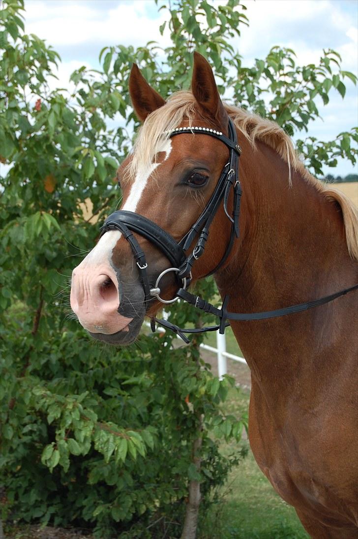 Welsh Pony af Cob-type (sec C) De Busies Pacific Pearl - Velkommen til Pearls profil:) foto: Malene Jørgensen billede 1
