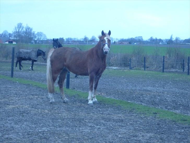 Welsh Pony af Cob-type (sec C) De Busies Pacific Pearl - Pearl på fold - foto: Ida Dolmer billede 2