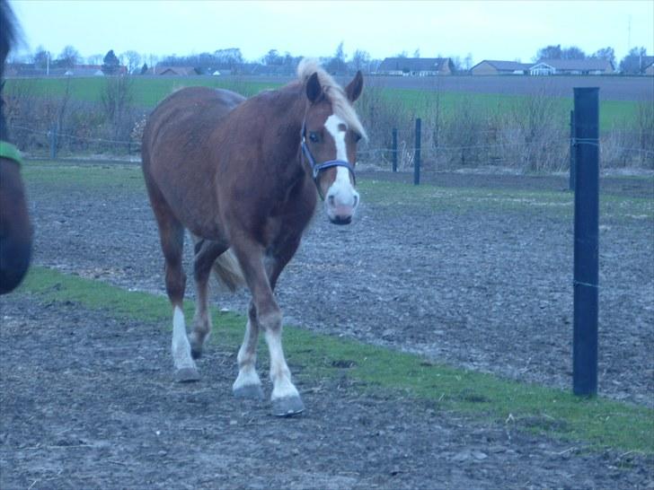 Welsh Pony af Cob-type (sec C) De Busies Pacific Pearl - Pearl på fold - foto: Ida Dolmer billede 3