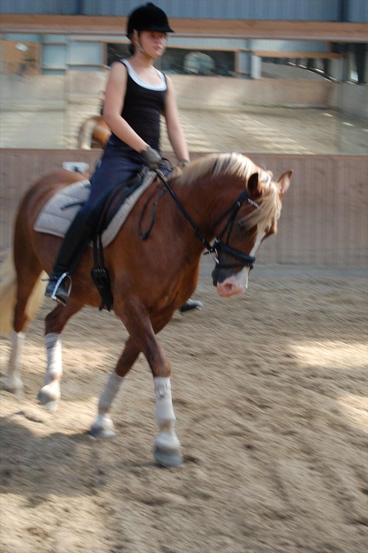 Welsh Pony af Cob-type (sec C) De Busies Pacific Pearl - Wow, smuk pony i sigte! - foto: Malene Jørgensen billede 4
