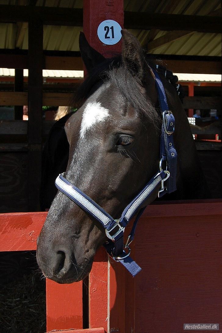 Anden særlig race My Friend - På Roskilde dyreskue 2008       (Foto: Jette N) billede 8