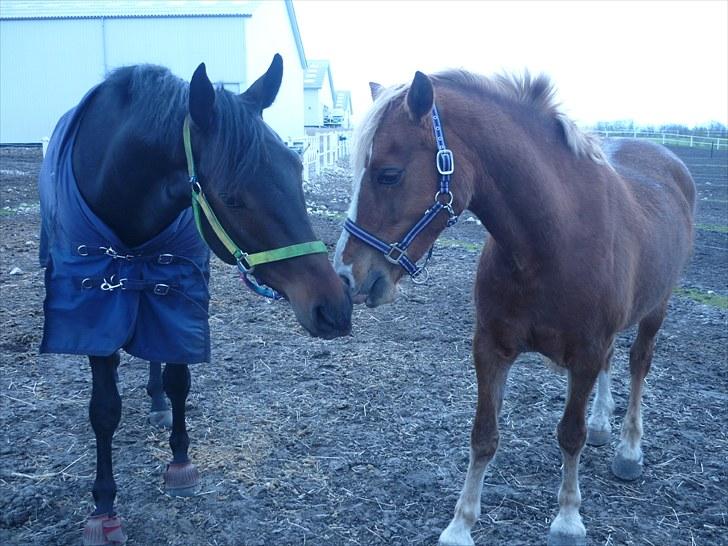 Welsh Pony af Cob-type (sec C) De Busies Pacific Pearl - Pearl og hendes fold made Wind:) - foto: Ida Dolmer billede 5