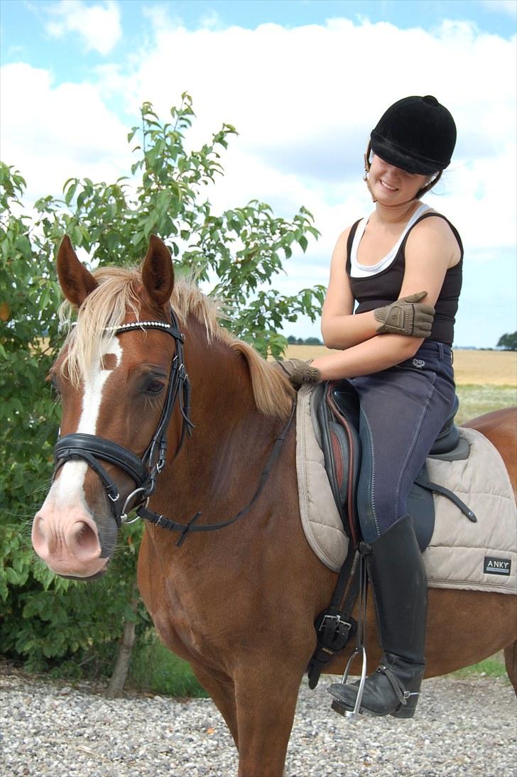 Welsh Pony af Cob-type (sec C) De Busies Pacific Pearl - De Busies Pacific Pearl<3<3 - foto: Malene Jørgensen billede 6
