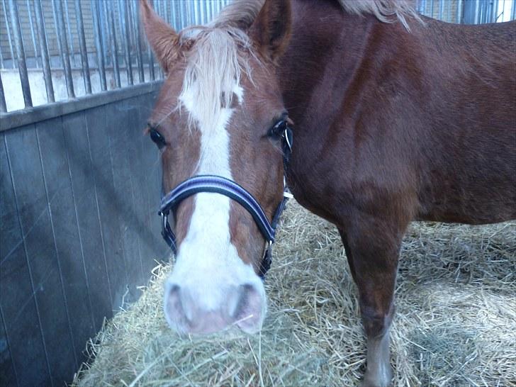 Welsh Pony af Cob-type (sec C) De Busies Pacific Pearl - Pearl i boksen. - foto: Ida Dolmer billede 7