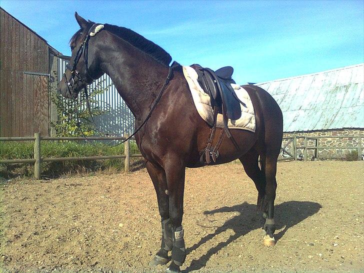 Traver Oventus - himmelhesten - Smukke hest... billede 12