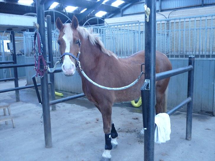 Welsh Pony af Cob-type (sec C) De Busies Pacific Pearl - Pearl i stalden - foto: Ida Dolmer billede 8