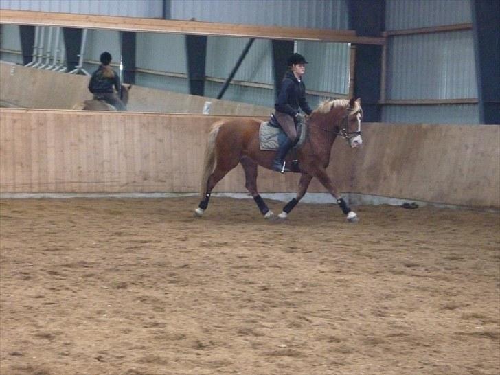 Welsh Pony af Cob-type (sec C) De Busies Pacific Pearl - min store kærlighed<3 - foto: Louise Dolmer billede 9