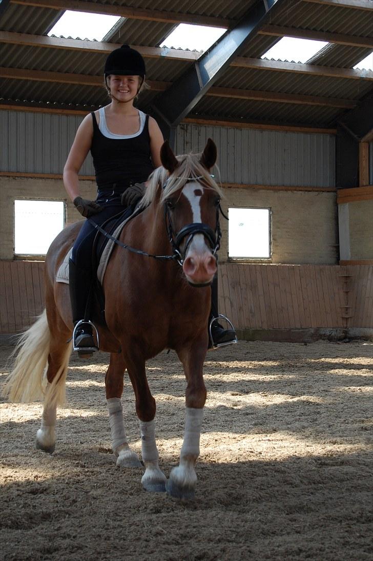 Welsh Pony af Cob-type (sec C) De Busies Pacific Pearl - <3 foto: Malene Jørgensen billede 10