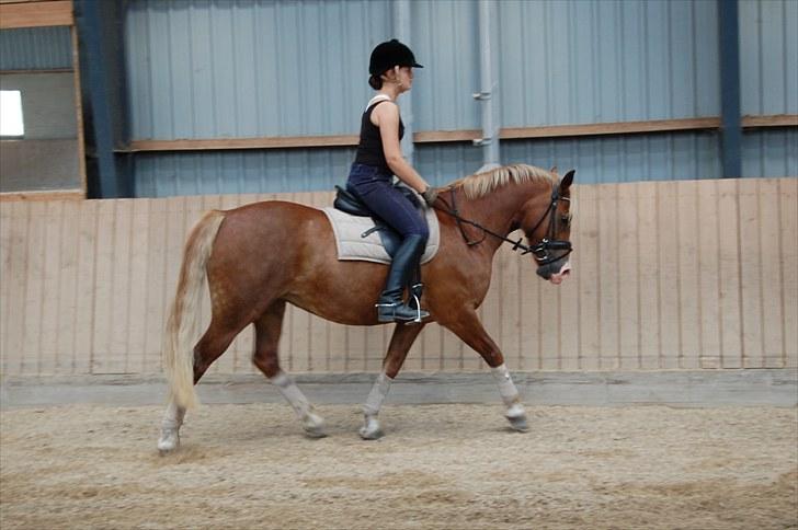 Welsh Pony af Cob-type (sec C) De Busies Pacific Pearl - pearl skat! - foto: Malene Jørgensen billede 11