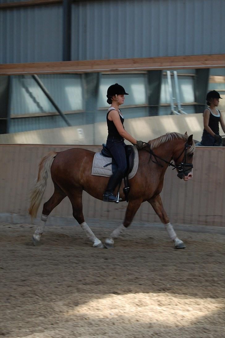 Welsh Pony af Cob-type (sec C) De Busies Pacific Pearl - foto: Malene Jørgensen billede 12